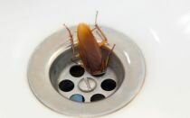 К чему появляются тараканы в доме: приметы, увидеть